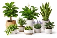 Բնական բույսեր Նկար